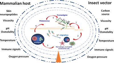 G Protein-Coupled Receptors as Potential Intercellular Communication Mediators in Trypanosomatidae